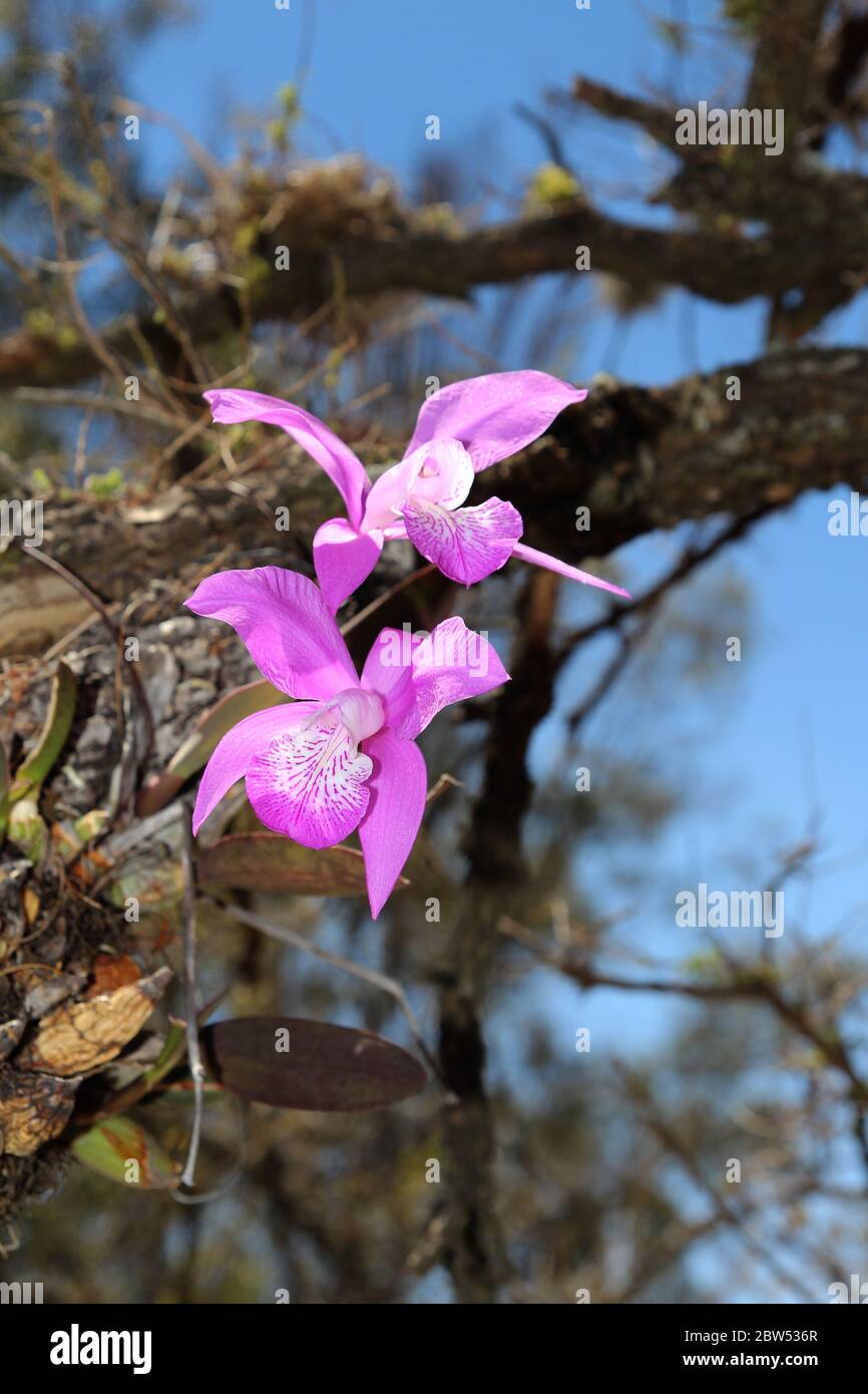 Two pink orchids flowers growing on a tree trunk. Cattlianthe. Stock Photo