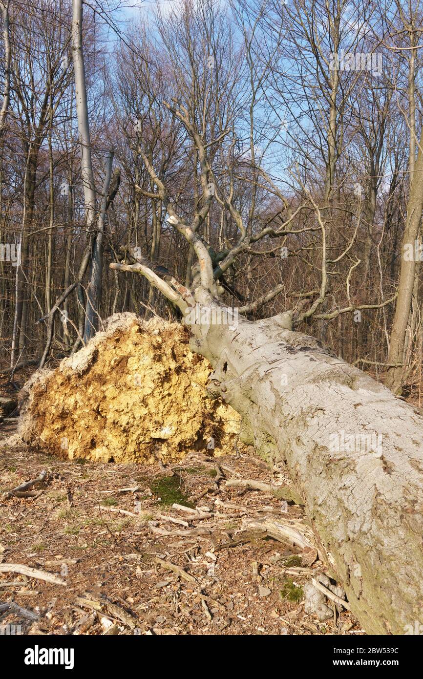 A large uprooted tree in the forest Stock Photo