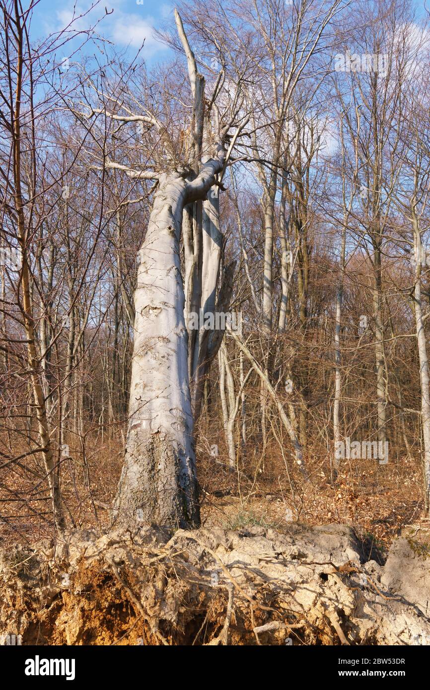 A large uprooted tree in the forest Stock Photo