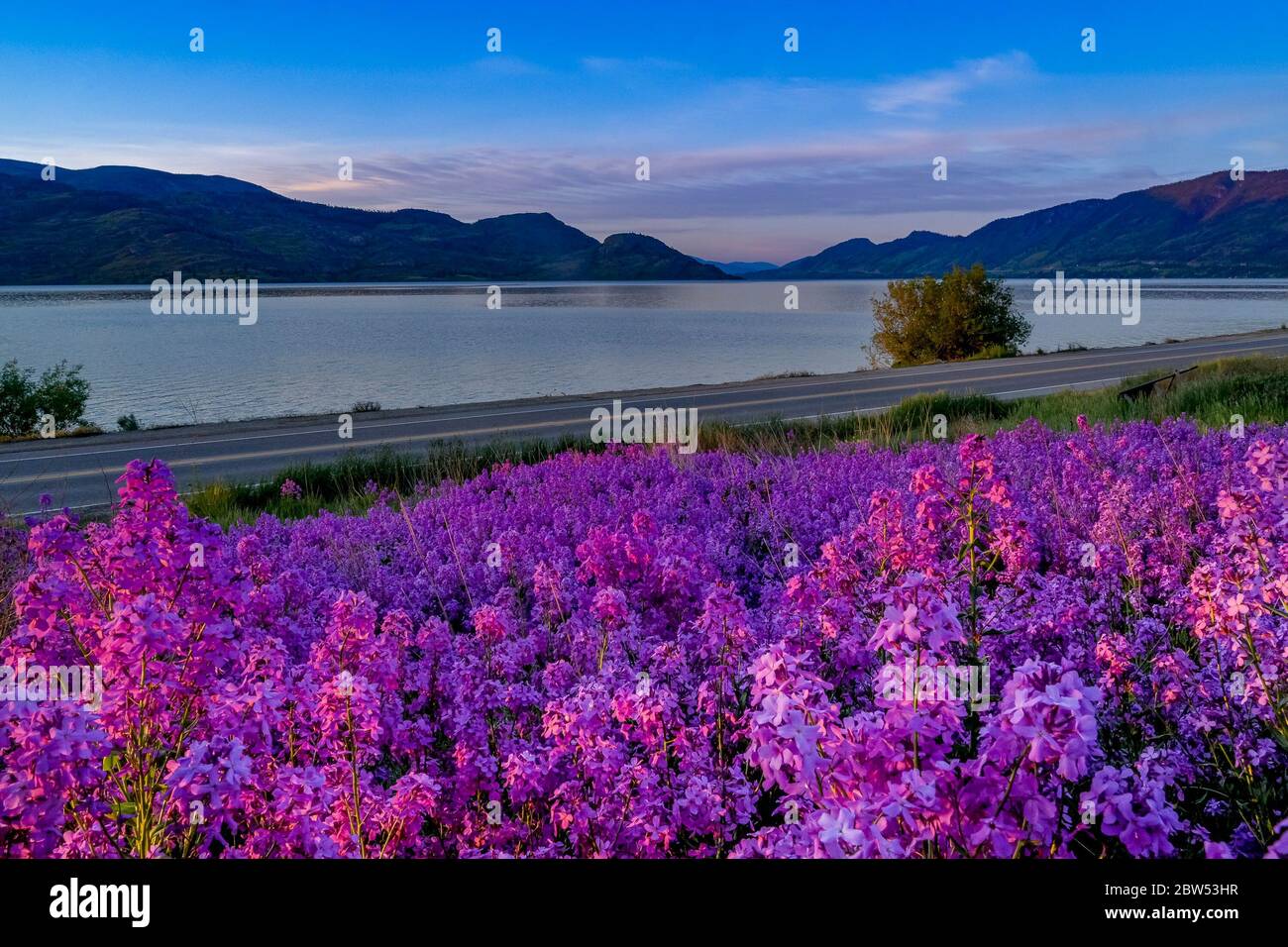 Roadside Wildflowers High Resolution Stock Photography and Images Alamy