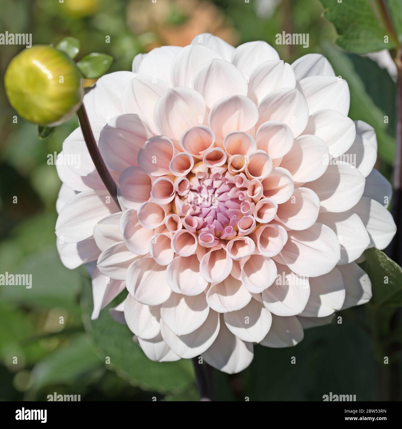 White Pink Dahlias High Resolution Stock Photography and Images - Alamy