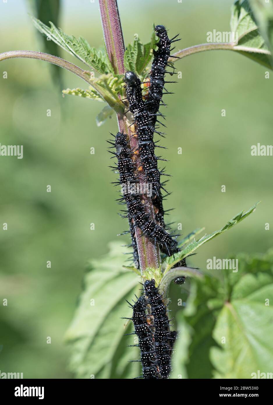 Peacock butterfly caterpillars, Aglais io Stock Photo Alamy