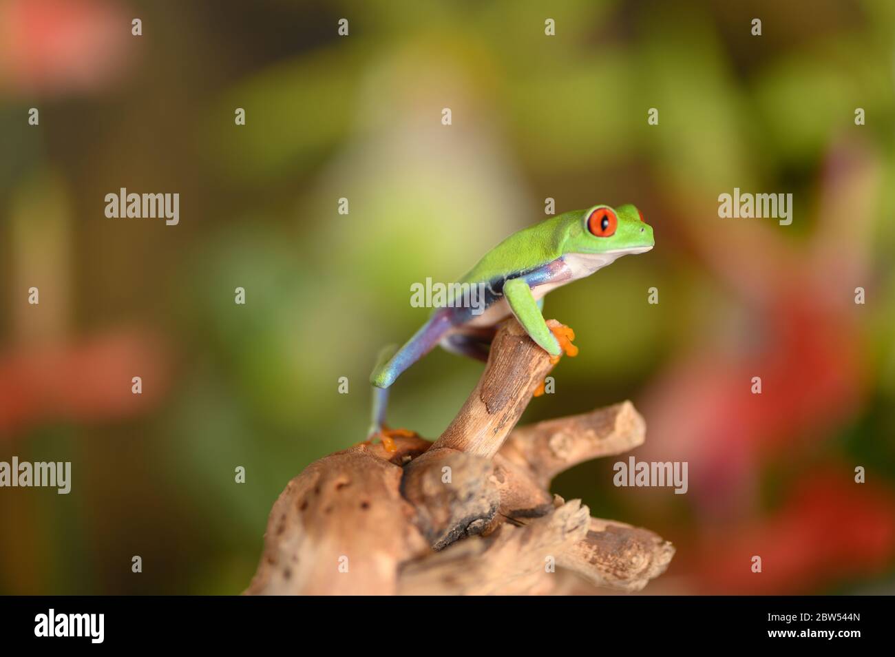 Tree frog jumping hi-res stock photography and images - Alamy