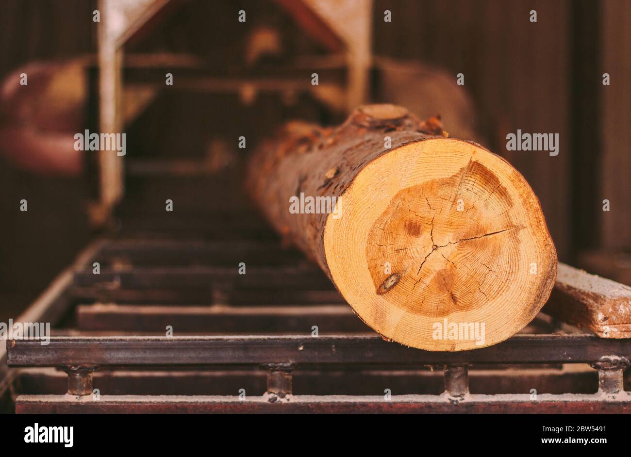 Closeup of cut pine tree log on sawing machine at wood production