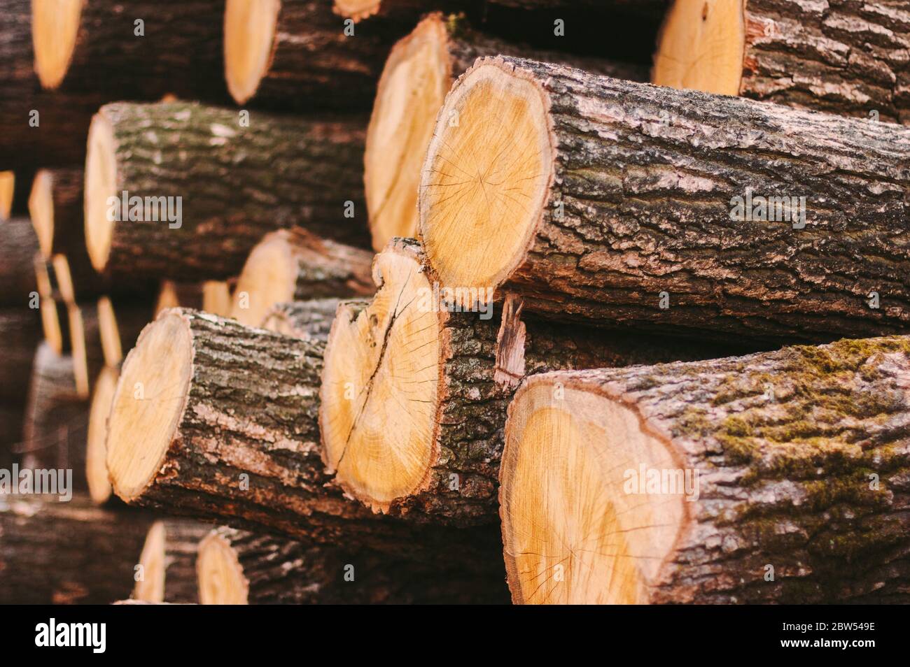 Closeup stack fresh cut tree trunks at sawmill factory. Woodpile of