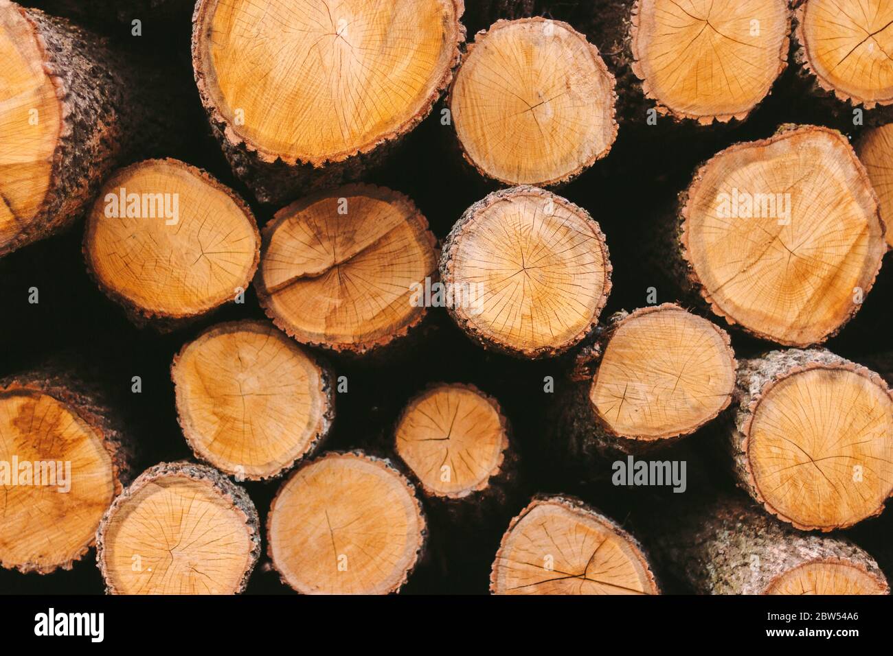 Closeup of fresh chopped timber material at sawmill factory. Woodpile