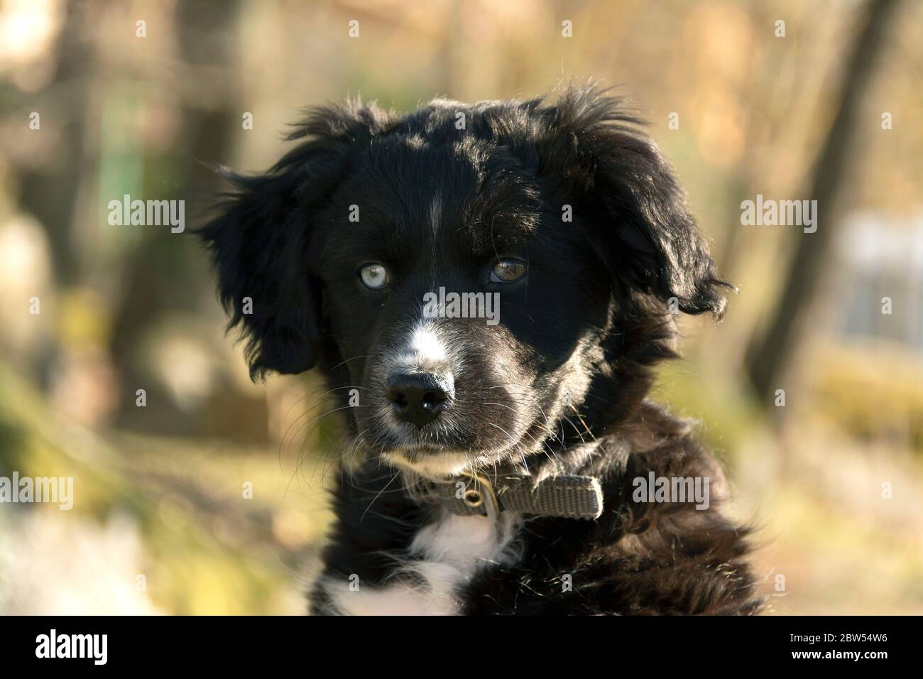 Young Border Collie dog Stock Photo