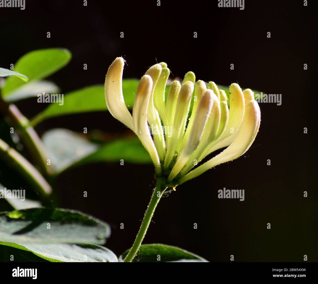 Yellow trumpet honeysuckle hires stock photography and images Alamy