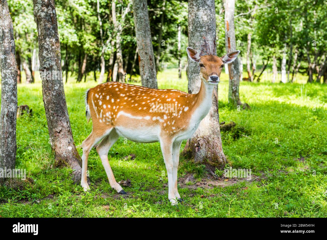 Deer amid portrait green grass park background Stock Photo