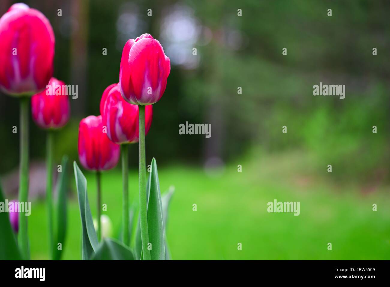 Red tulips on a background of green garden Stock Photo - Alamy