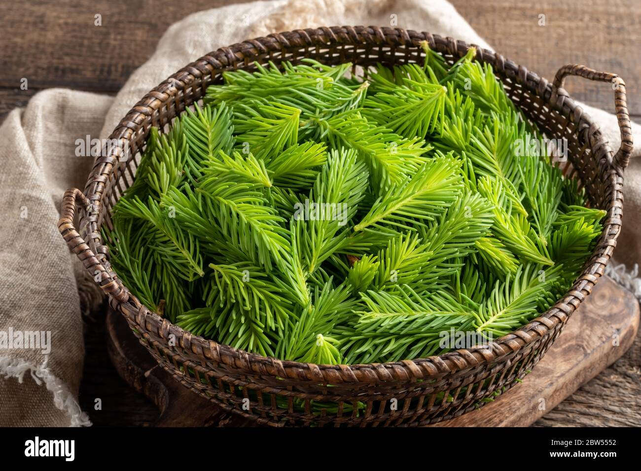 Young spruce tips in a basket, collected to prepare herbal syrup Stock Photo