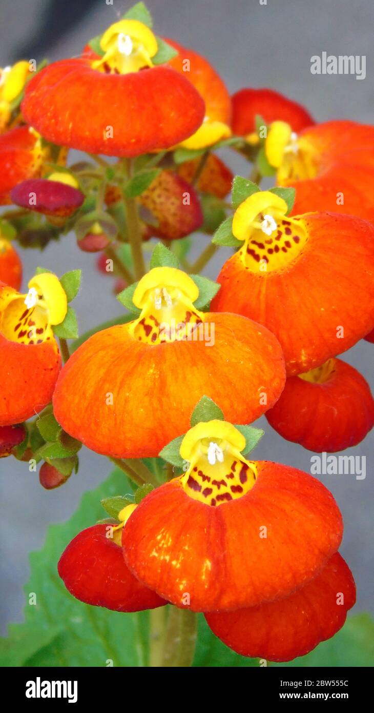 Bright orange and yellow Bush Slipperwort, pouch flower / Lady's Purse Calceolaria Stock Photo