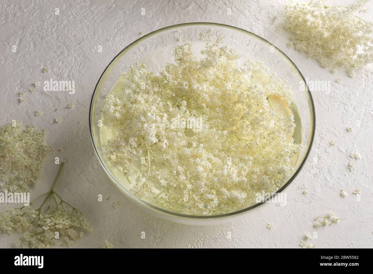 A bowl with elder flowers macerating in water, on a white background Stock Photo