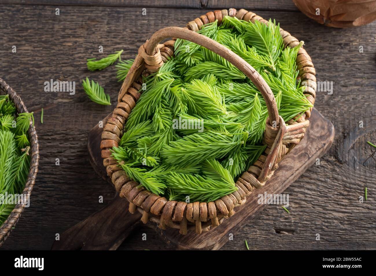 Young spruce tips in a basket, collected to prepare homemade herbal syrup Stock Photo