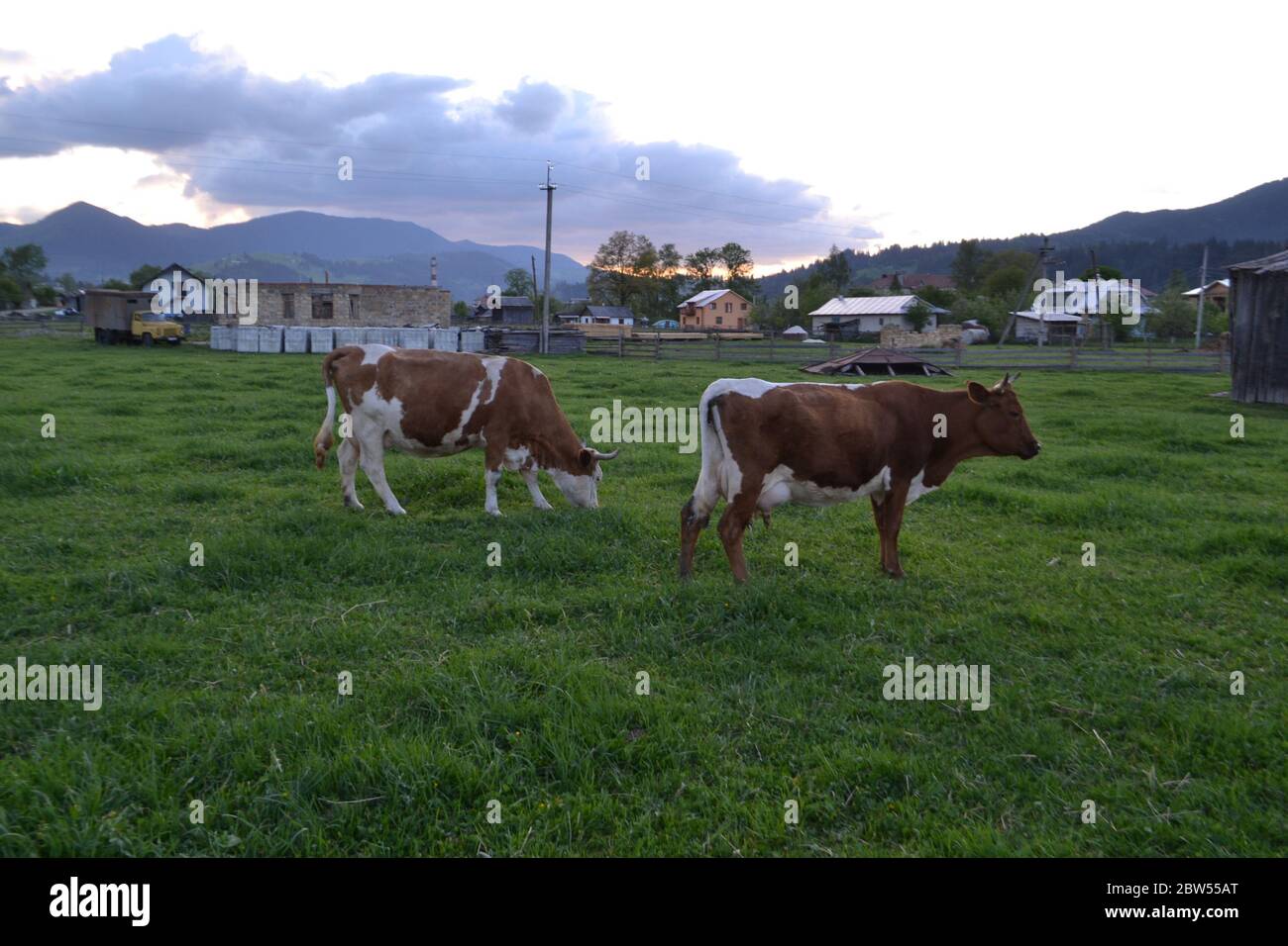 Cows in field in summer Cows on green grass Stock Photo