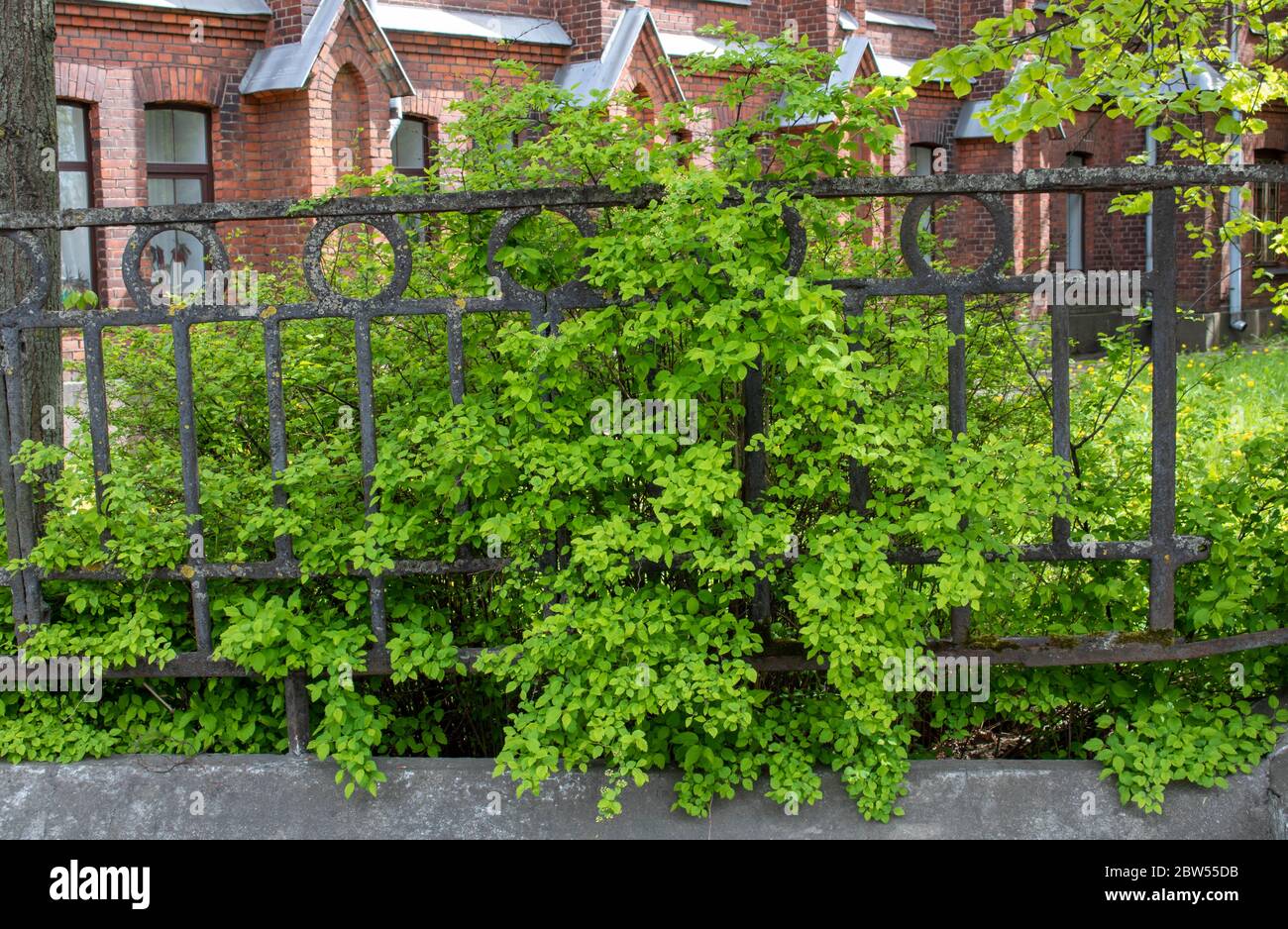 Green spring Bush behind an old iron fence. Stock Photo