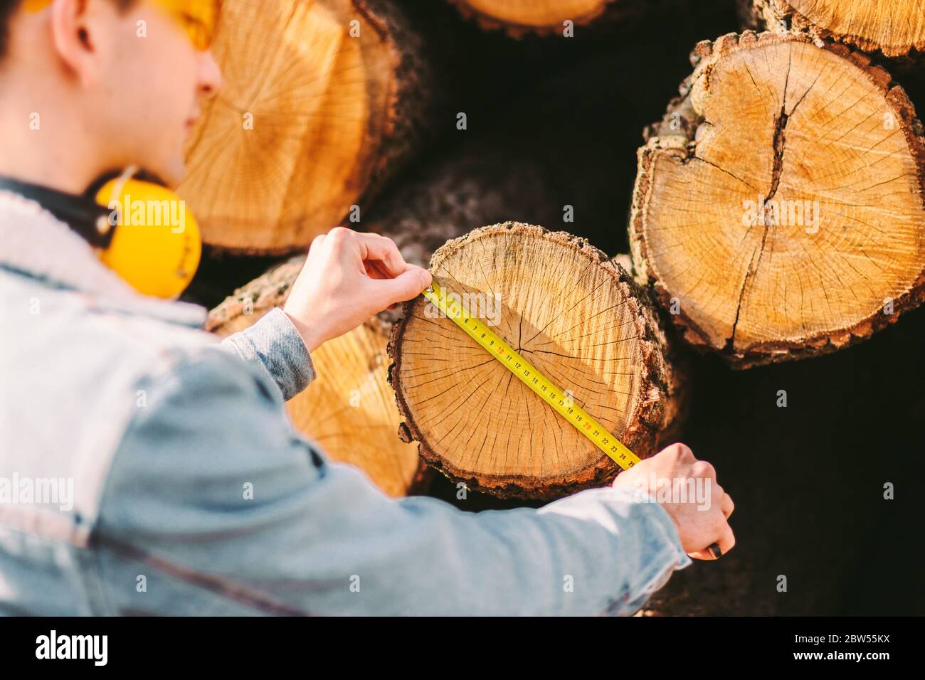 Back view male forester using measuring tape to measure cut tree logs