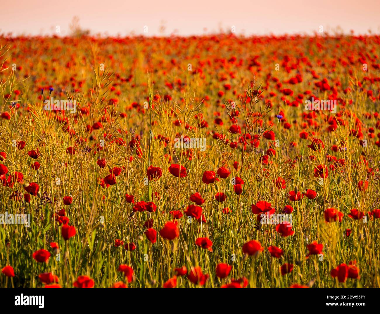 Stunning landscape with red poppy field in sunset light Stock Photo