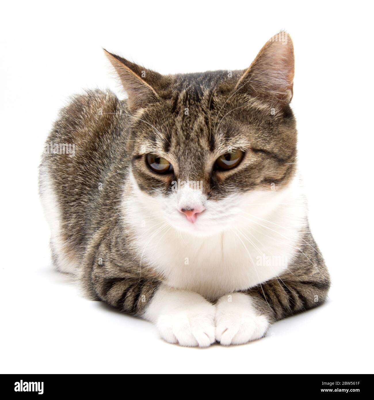 Portrait of cat on white background Stock Photo - Alamy