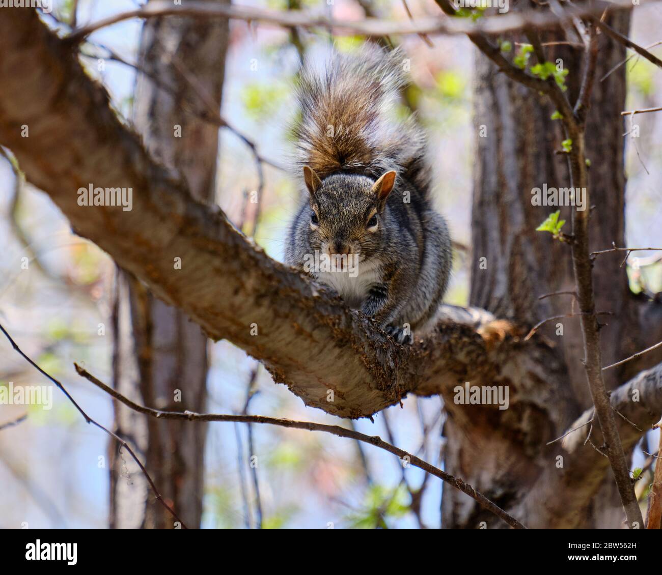 Eastern gray squirrel  lying on a branch staring at the camera suspicious. (Sciurus carolinensis) Stock Photo