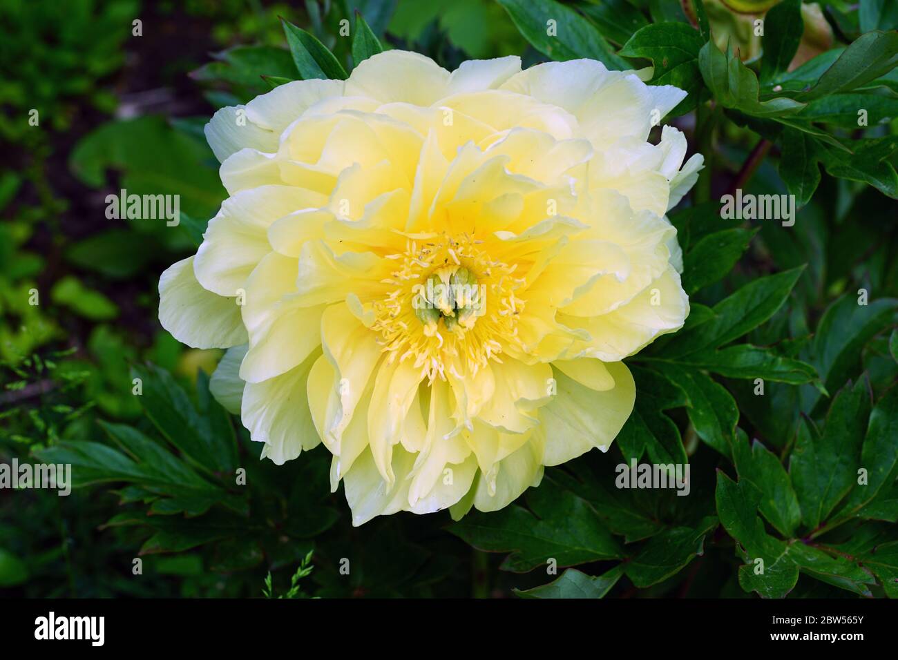 Yellow flower of a Bartzella Itoh peony plant, a cross between a tree peony and herbaceous peony Stock Photo