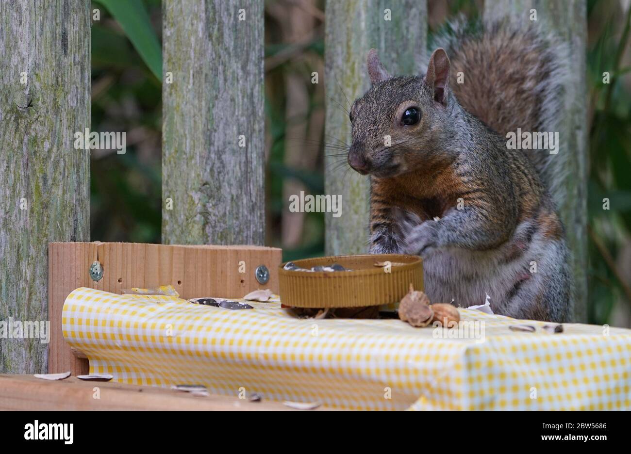 A gray squirrel eating at a backyard wooden picnic table for squirrels