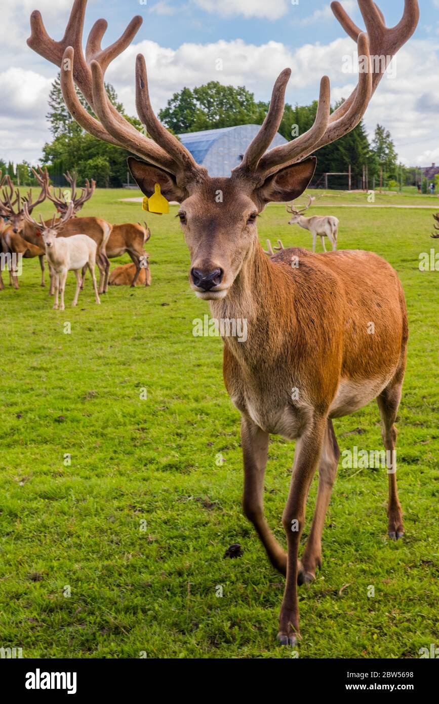 Deer 2024 with horns