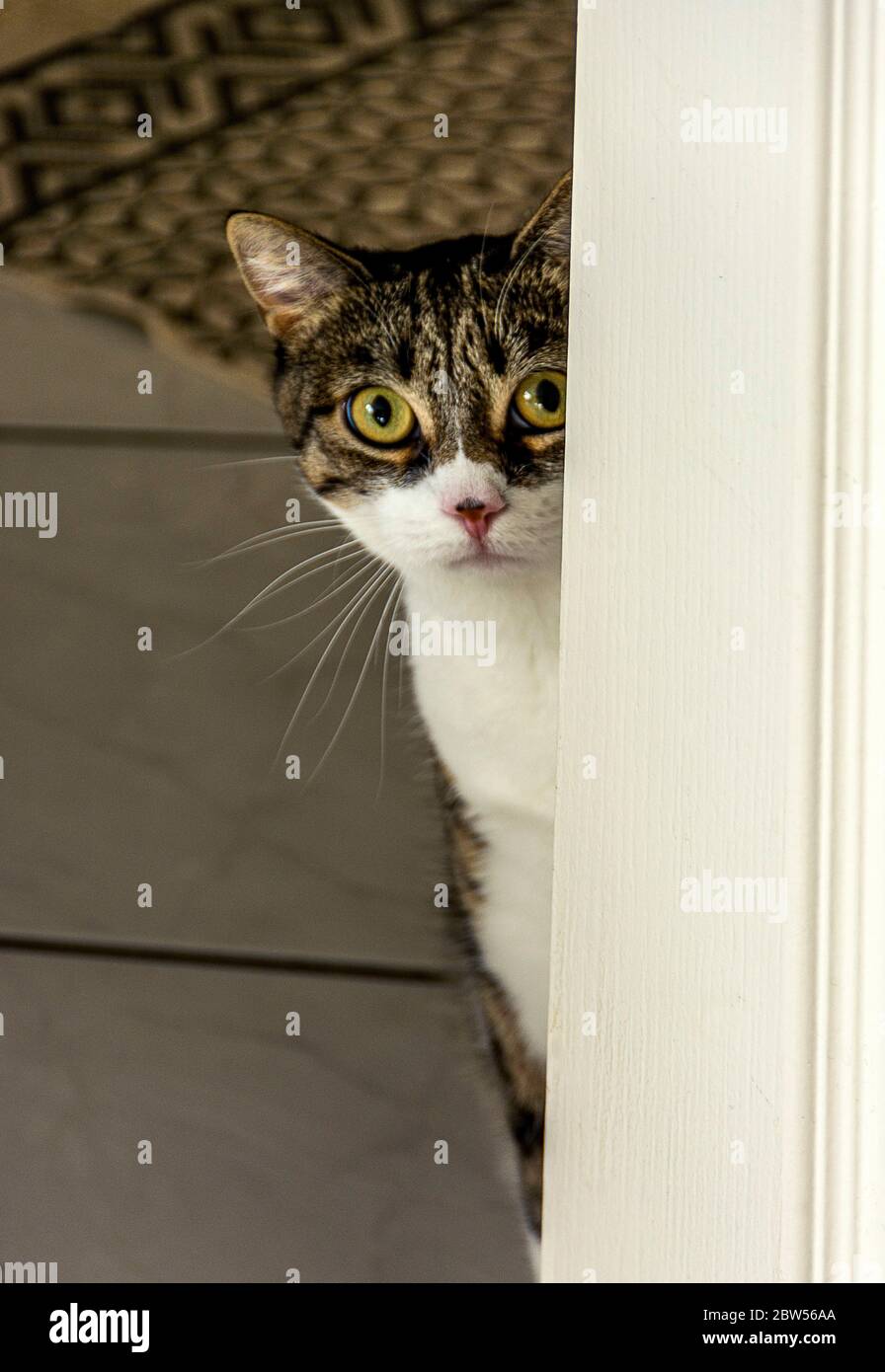 Curious cat looking Stock Photo