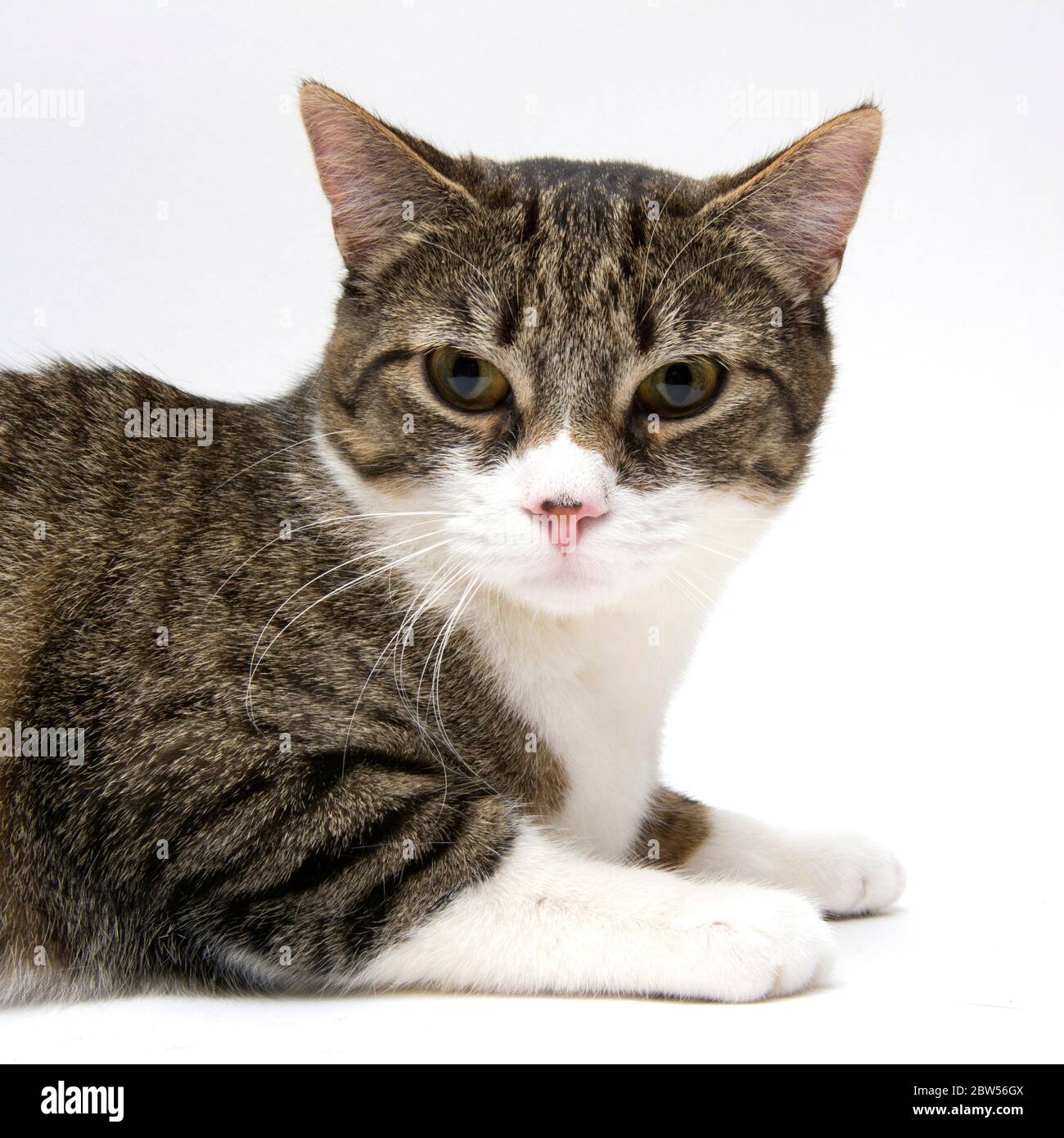 Portrait of cat on white background Stock Photo - Alamy
