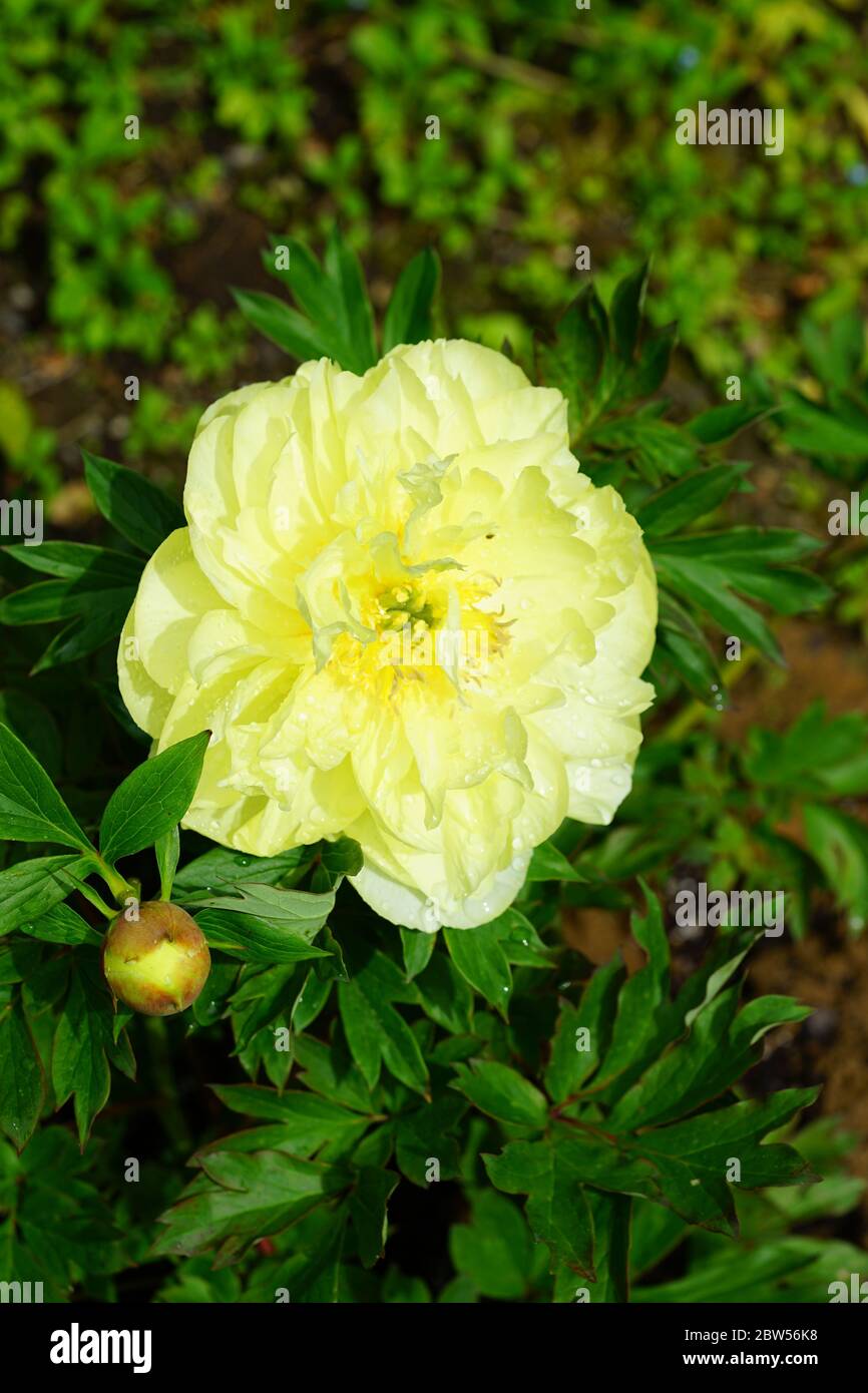 Yellow Flower Of A Bartzella Itoh Peony Plant A Cross Between A Tree Peony And Herbaceous Peony Stock Photo Alamy