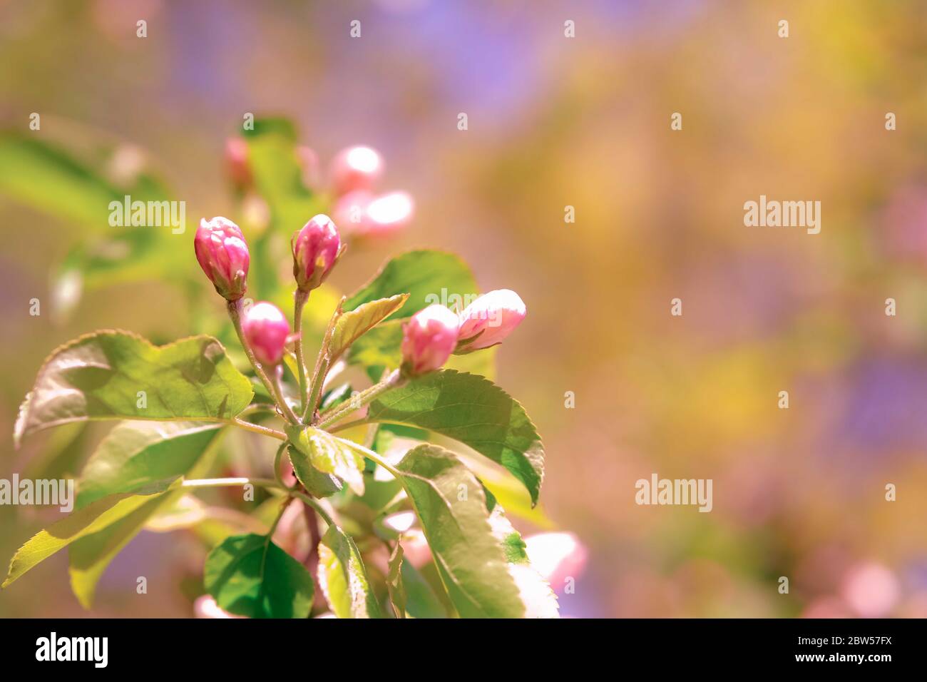 Natural spring blurred background with pink apple blossom buds. Selective focuse, place for text. Stock Photo