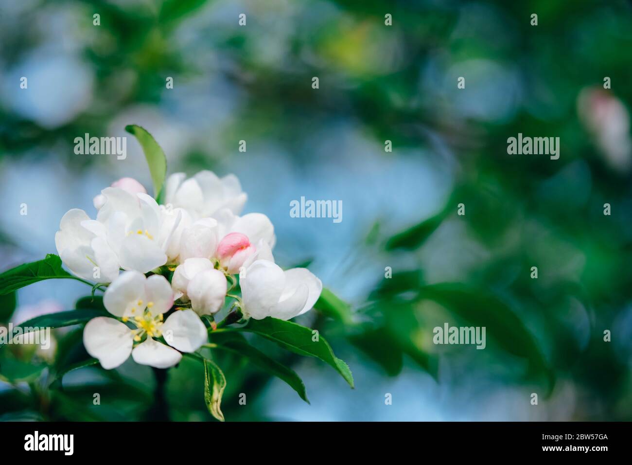 Natural spring blurred background with pink apple blossom buds. Selective focuse, place for text. Stock Photo