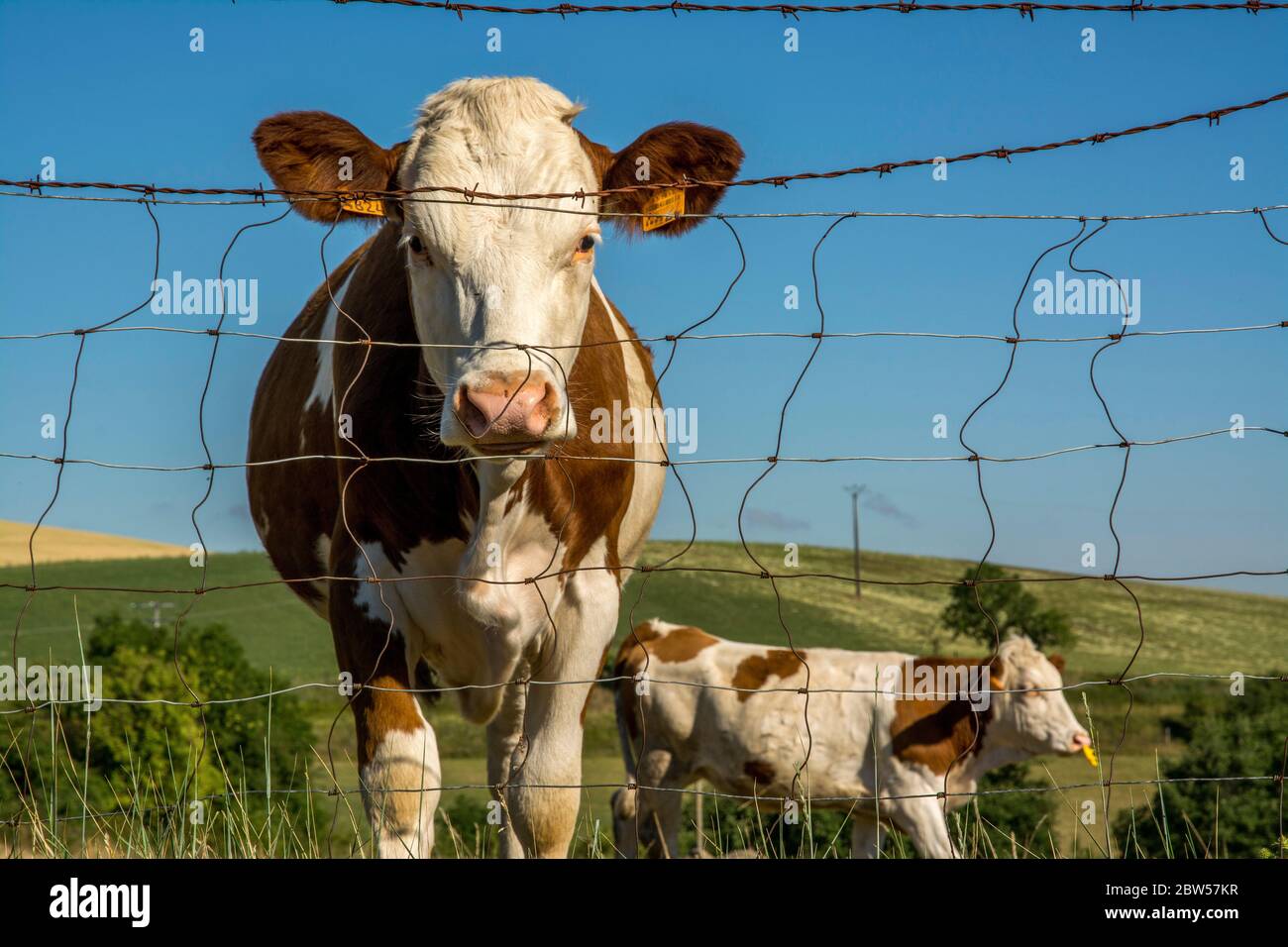 Cow Abondance Stock Photo