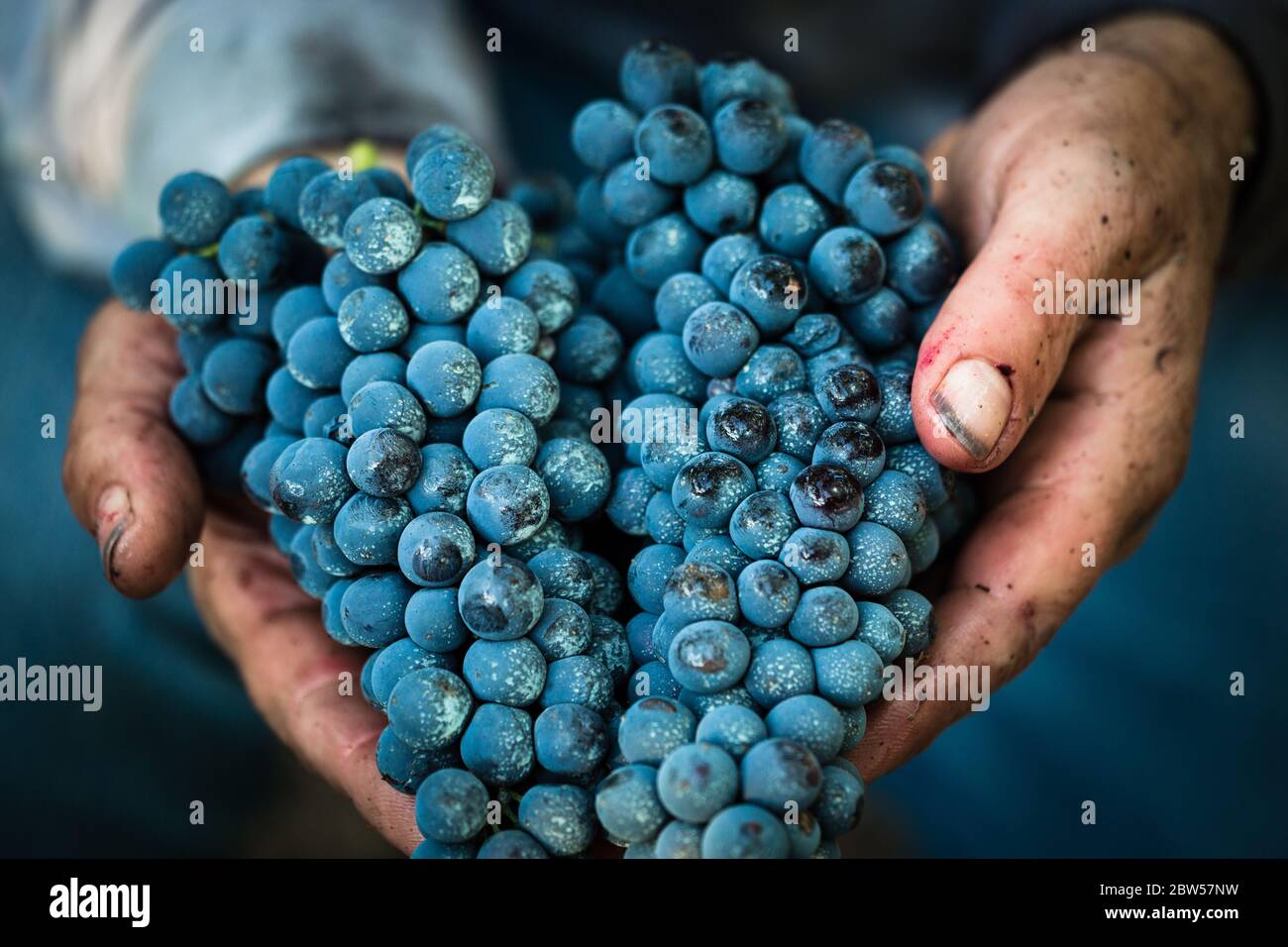 Black grapes in hand Stock Photo