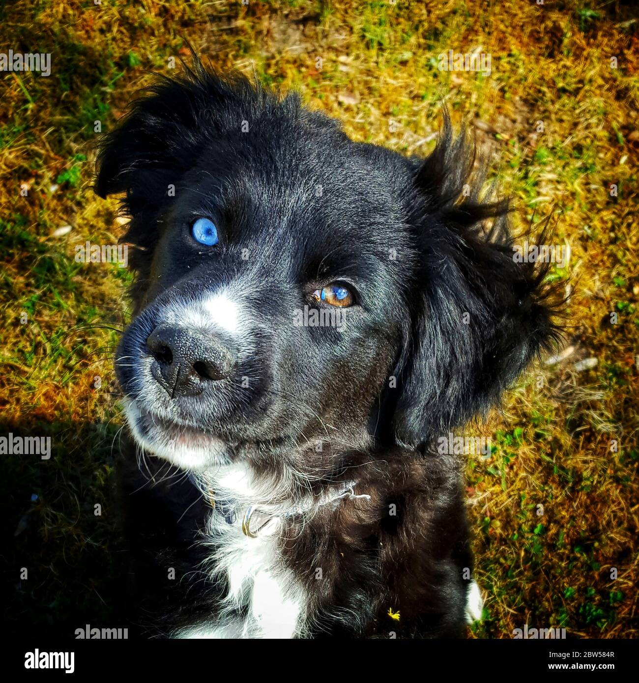 Young Border Collie dog Stock Photo