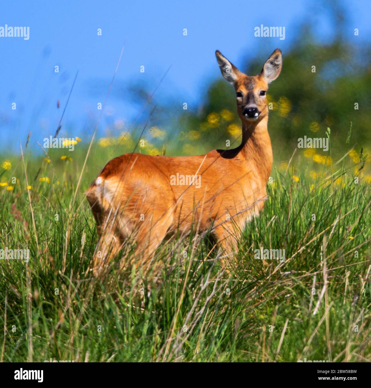 Roe deer uk hires stock photography and images Alamy