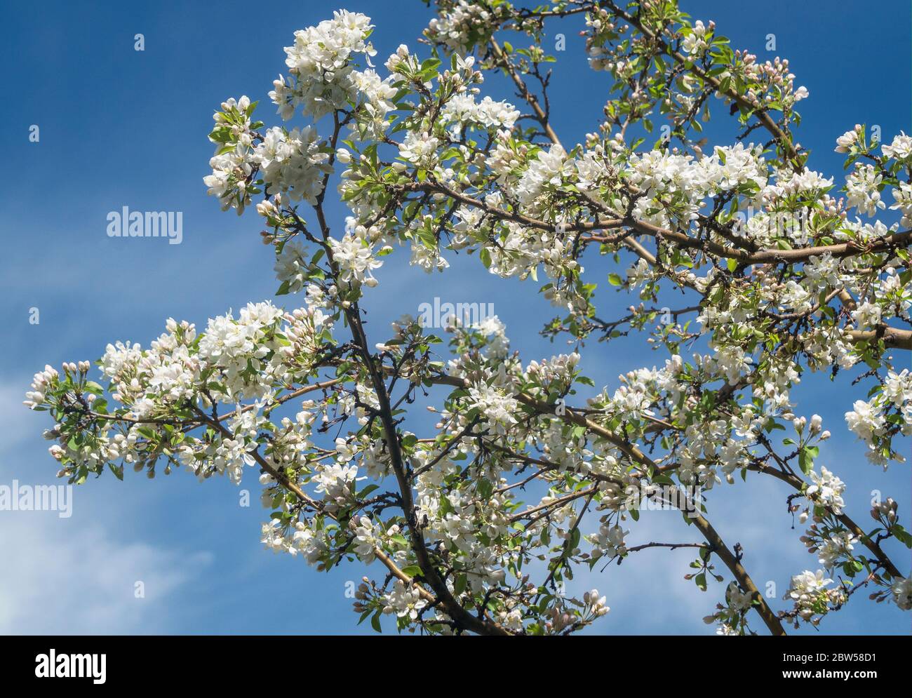 Blossom tree Calgary Alberta Stock Photo Alamy