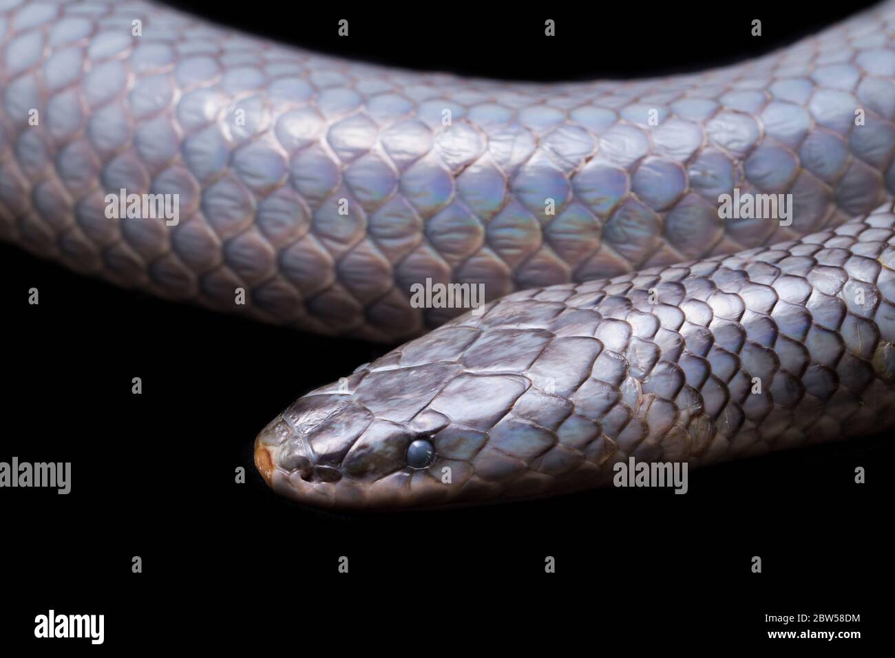 Xenopeltis unicolor Shedding it's Skin. Common names sunbeam snake is