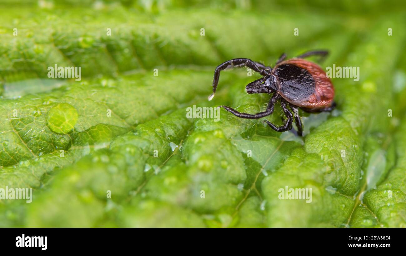 Castor bean tick on wet green leaf with water drops. Ixodes ricinus. Movement of parasitic mite in raindrops. Transmit of tick-borne diseases. Health. Stock Photo