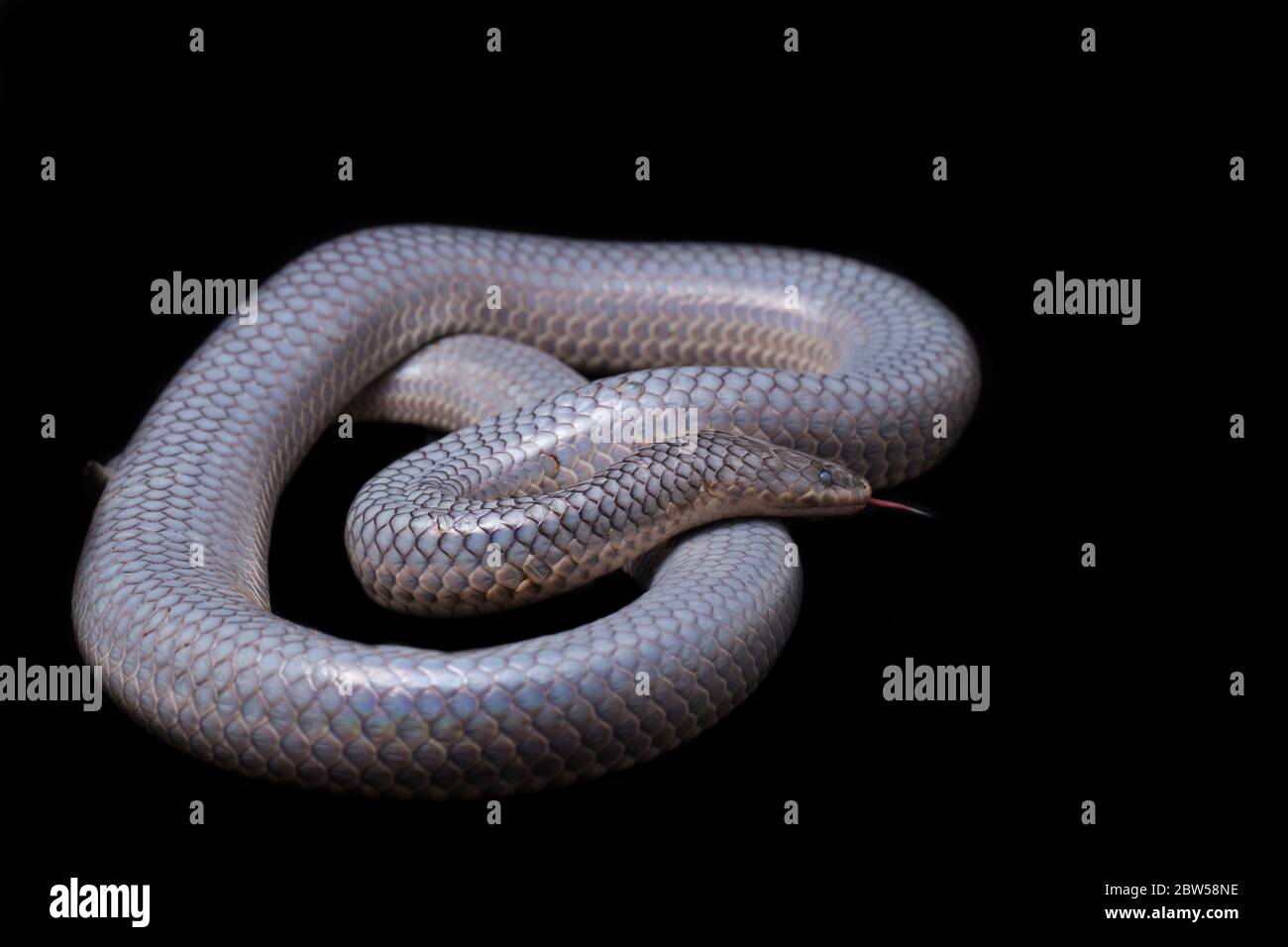 Xenopeltis unicolor Shedding it's Skin. Common names sunbeam snake is