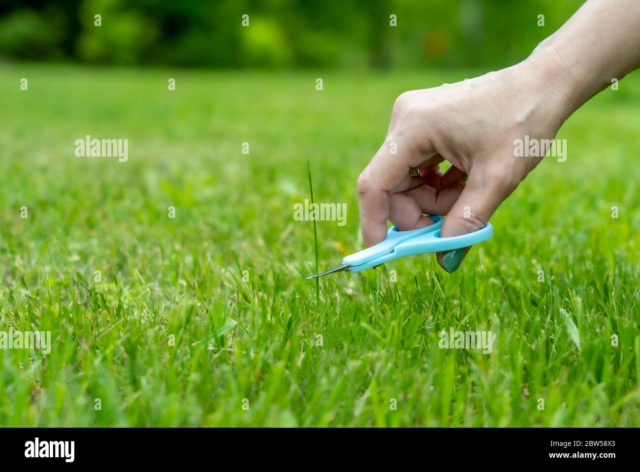 concept photo, lawn finishing a woman's hand with nail scissors mows a