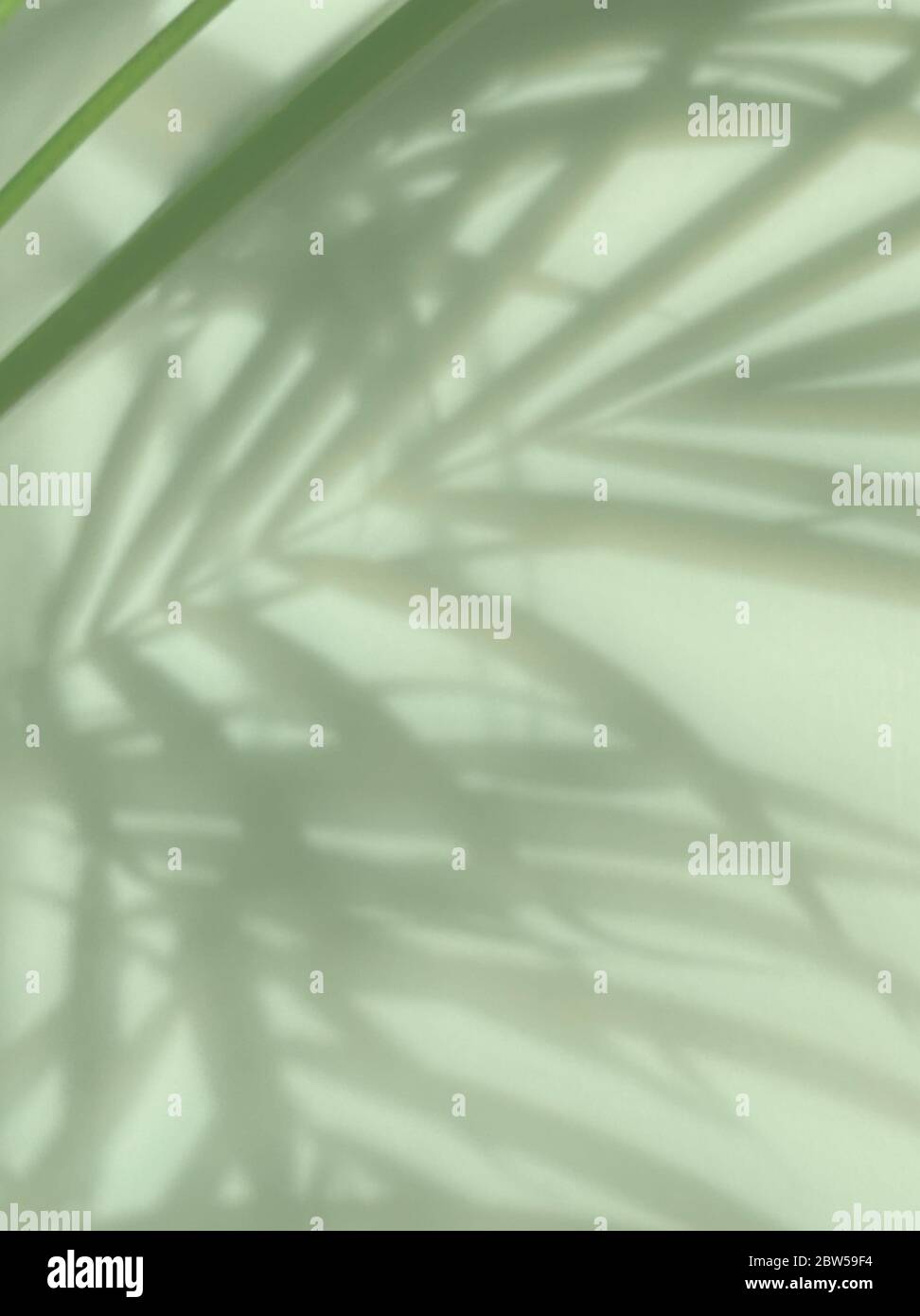 blurred palm tree shadow on abstract green color background Stock Photo