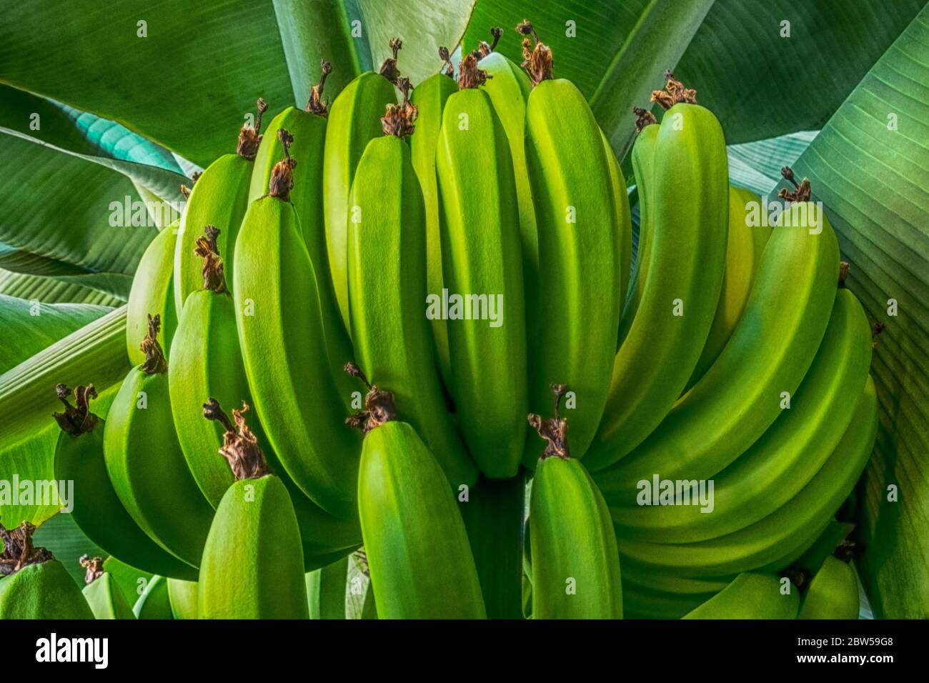 Bananas' cluster in tree and leafs Stock Photo Alamy