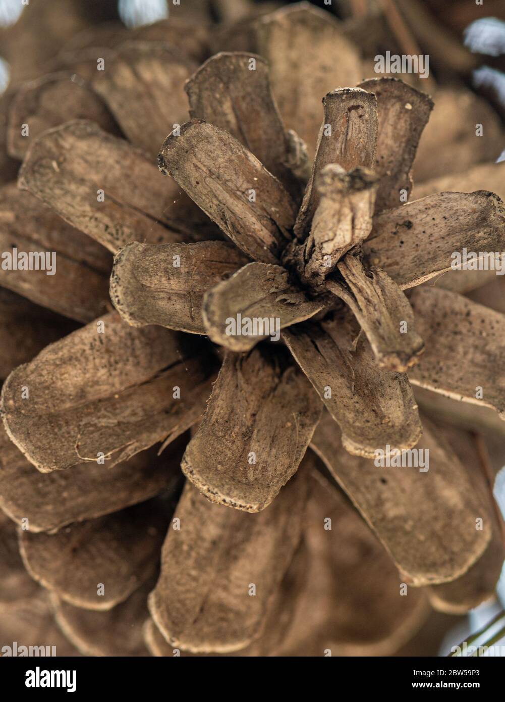 Close up of pine cone as texture Stock Photo