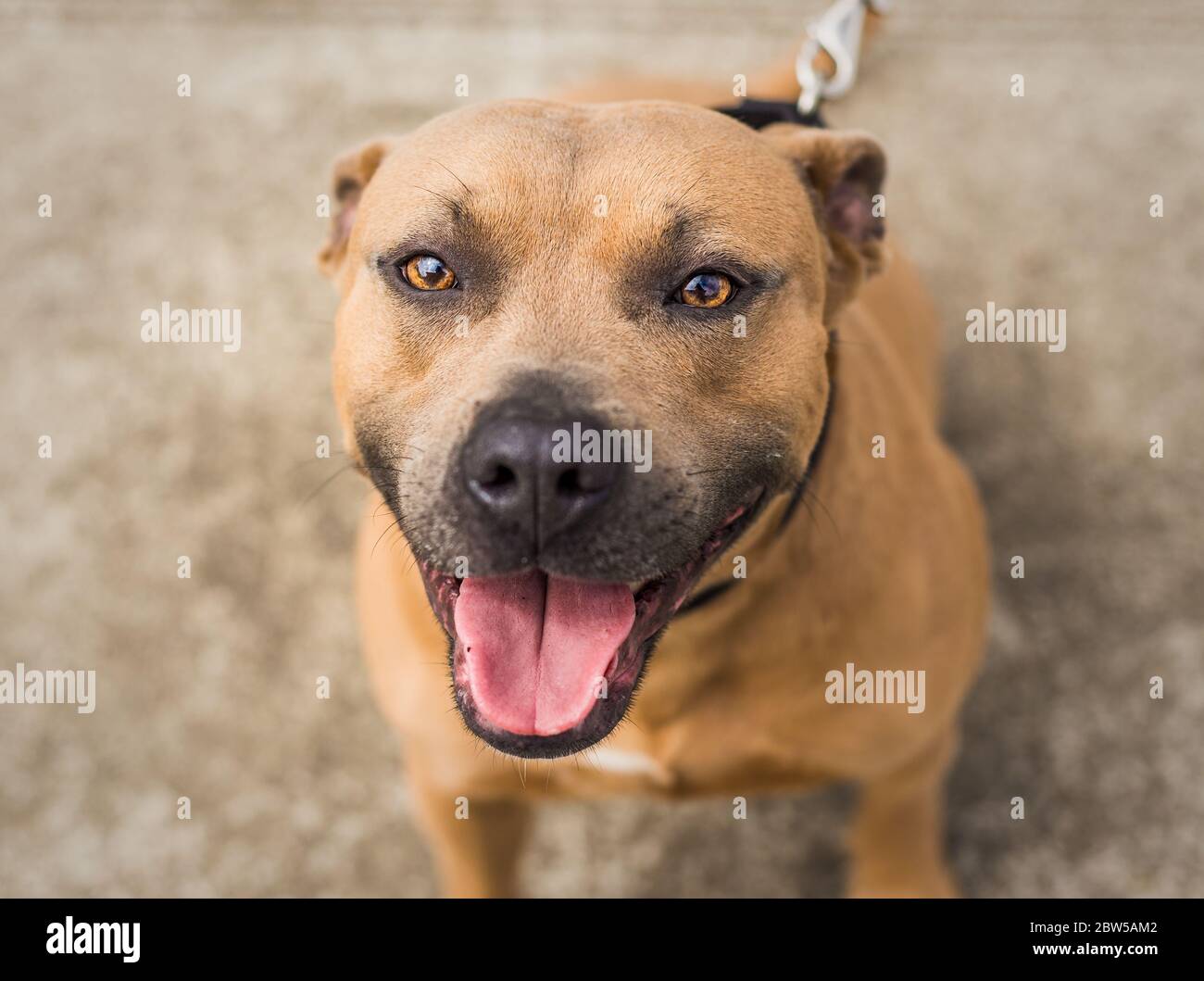 A beautiful brown and blue Pit Bull shelter dog Stock Photo