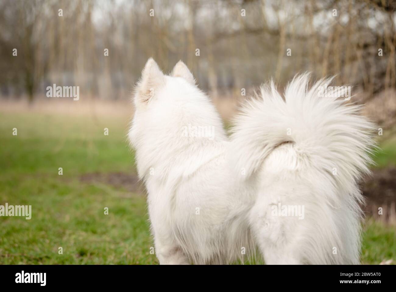 Cute, fluffy white Samoyed dog looks into the distance Stock Photo