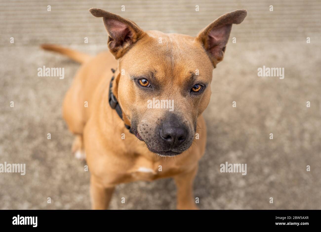 A beautiful brown and blue Pit Bull shelter dog looking at the camera Stock Photo