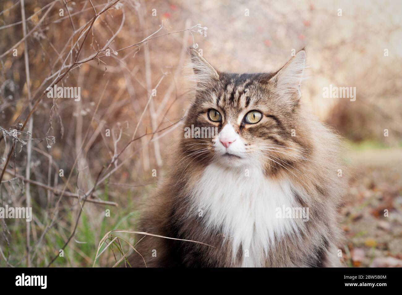 close up of a beautiful fluffy norwegian forest cat looking at the camera sitting near bushes on a soft background Stock Photo