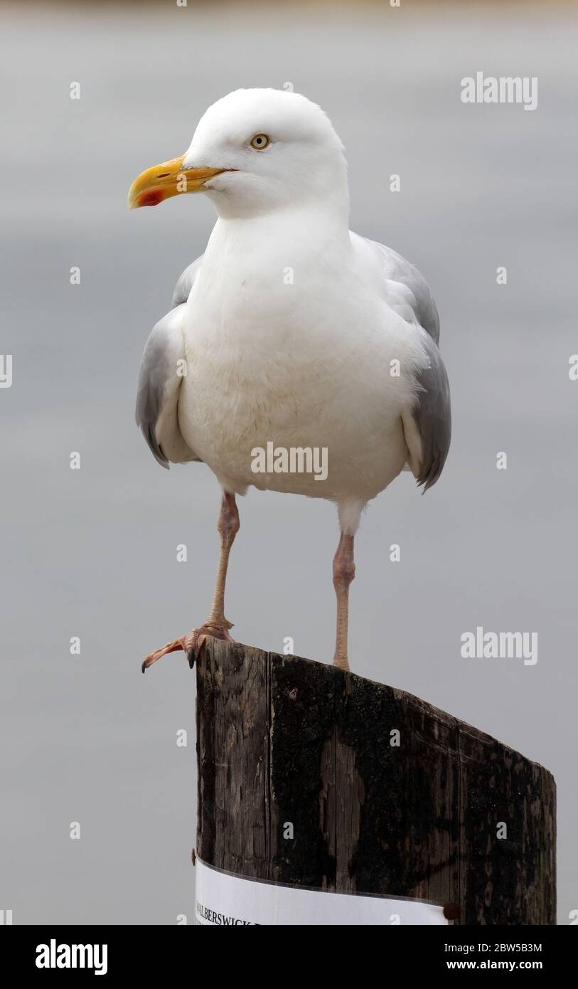 herring gull Southwold Suffolk UK Stock Photo Alamy