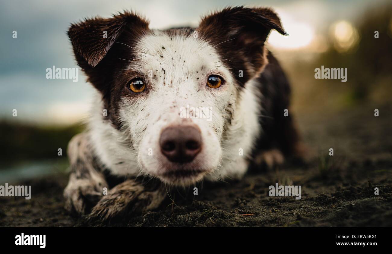 A brown and white Border Collie herding, covered in mud Stock Photo